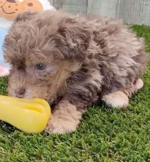 brown poodle puppy playing with a yellow toy